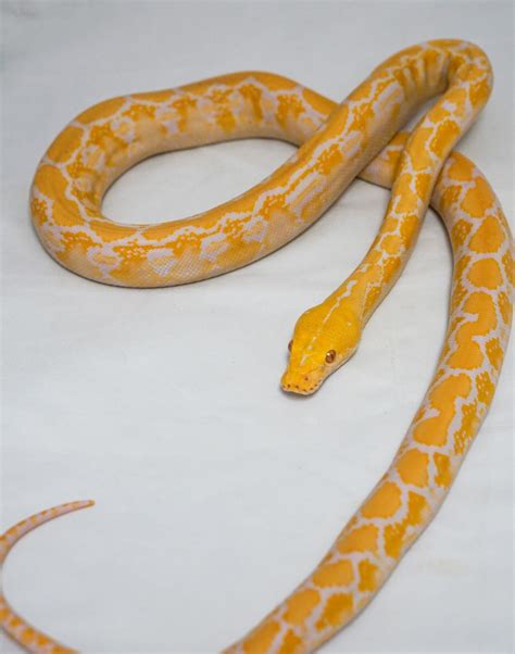 Image result for White Reticulated Python
