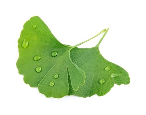 Image result for Ginkgo Pollination Drop