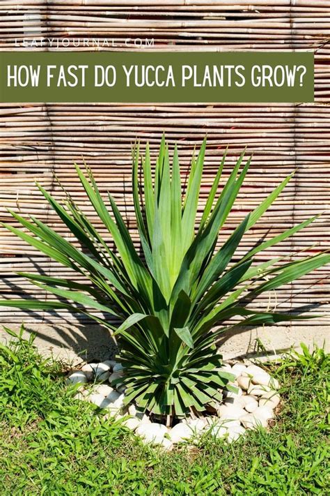 Image result for How to Propagate an Outdoor Yucca