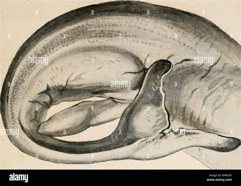 Toradh íomhá ar Dermal Plates
