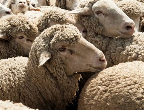 Image result for sheep