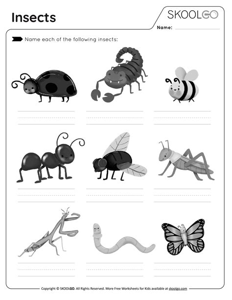 Toradh íomhá ar Insect Matching Worksheet