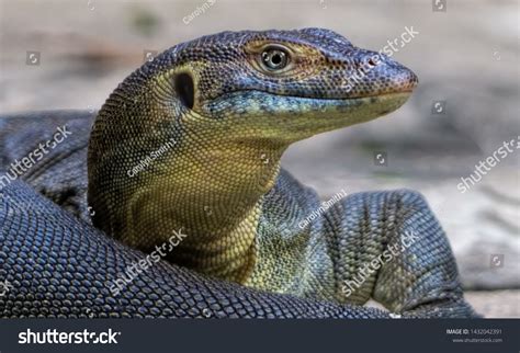 Image result for Australian Monitor Lizard