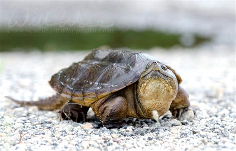Image result for Snapping Turtle Long Neck
