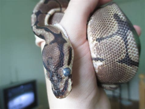 Image result for Ball Python with RI