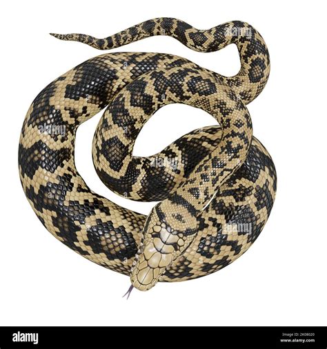 Image result for Scrub Python Dimensions