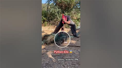 Afbeeldingsresultaten voor Rock Python Bite