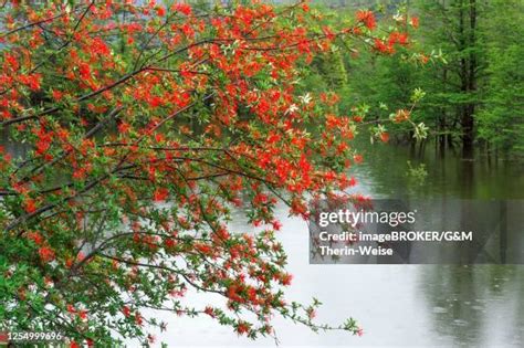Toradh íomhá ar Chilean Firetree Dormant