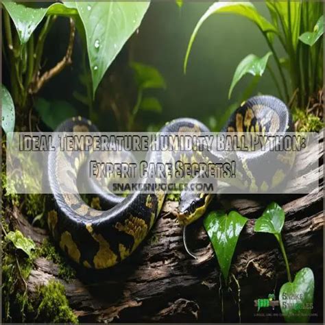 Image result for Ball Python Humidity