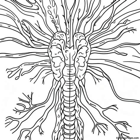 Afbeeldingsresultaten voor Nervous System Coloring Pages