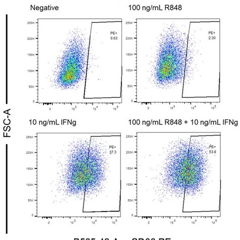 Toradh íomhá ar flow cytometry gating examples