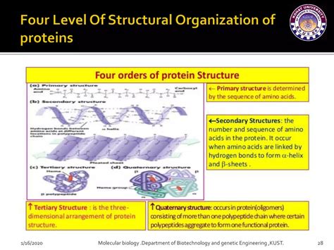 Image result for Protein Structure and Function