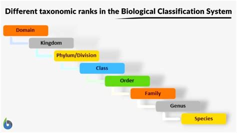 Image result for Hierarchical Classification System
