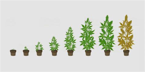 Image result for Autoflower Grow Tips