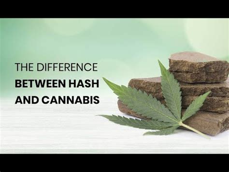 Difference Between Hash and Marijuana എന്നതിനുള്ള ഇമേജ് ഫലം