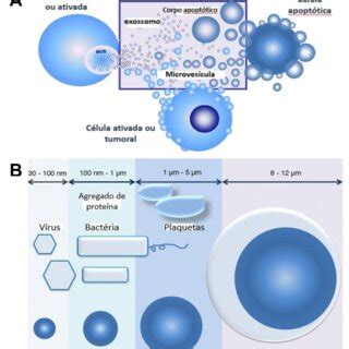 EVS Sudy に対する画像結果