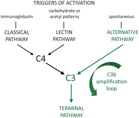 Toradh íomhá ar Complement C3 Production