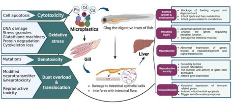 Respiratory Issues When Fish Are Exposed to Micro Plastics Graph 的图像结果