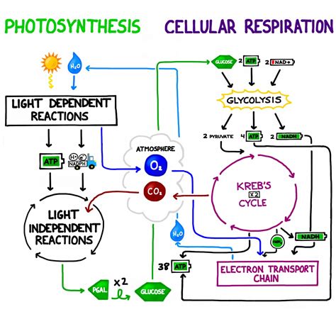 Afbeeldingsresultaten voor Celllar Respiration Model Mlabeled