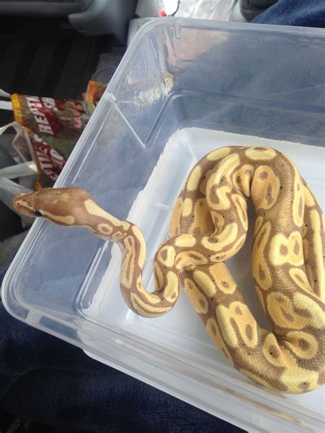 Cute Pet Python に対する画像結果