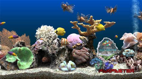 Image result for Screensaver Live Fish Aq