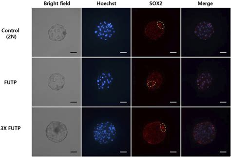 Image result for Tetraploid Embryo Complementation