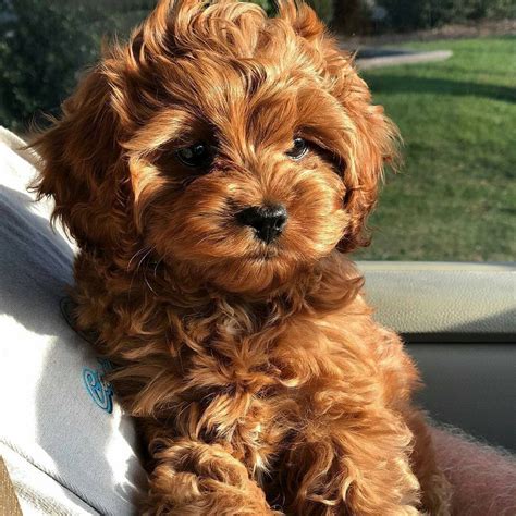 Cavapoo Puppies Breeders に対する画像結果