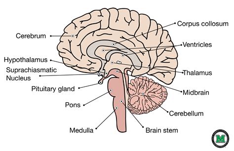 Image result for Brain Structure Labeled