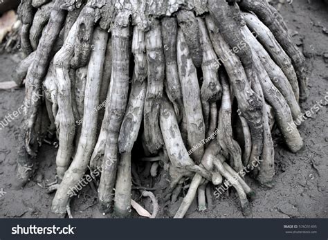 Toradh íomhá ar Top Root System