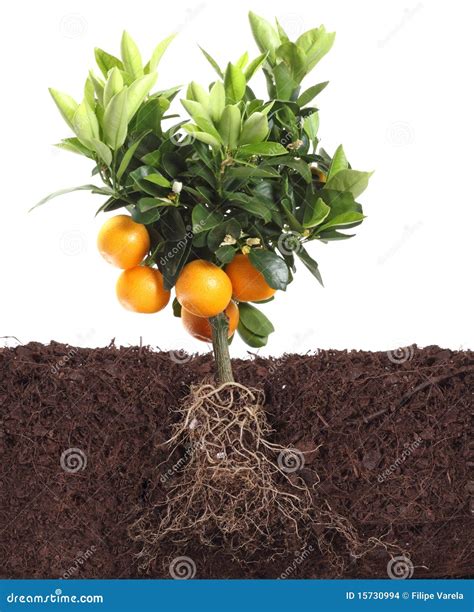 Image result for Orange Tree Root System