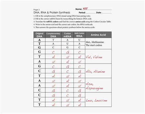 Protein Synthesis Worksheet and Answer Key に対する画像結果