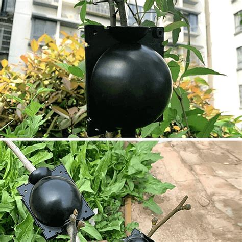 Root Growth Box に対する画像結果