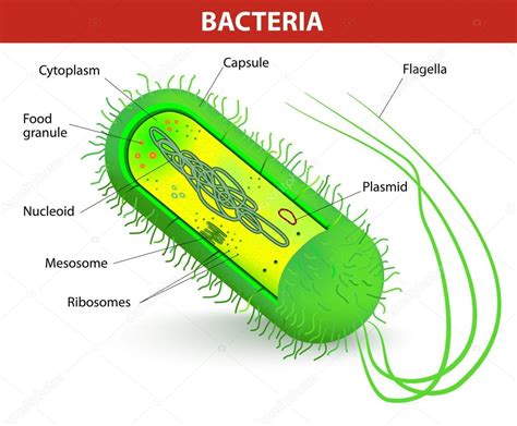 Image result for Bacteria Cell