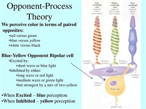 Image result for Opponent Process Color Theory