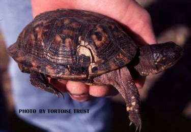 Image result for Box Turtle Shell Damage ROM Fungi