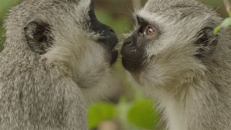 Decoding Animal Picture に対する画像結果