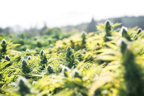 Image result for Autoflower Grow Tips