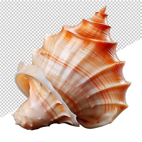 Image result for Sea Shells Transparent Background