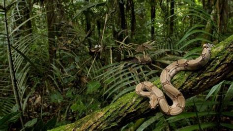 Image result for Python Native Habitat