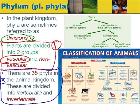 Image result for How Did Phyla Originate