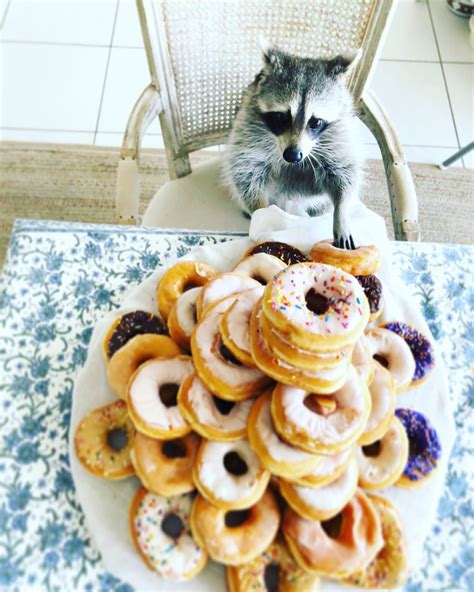 Image result for Raccoon Scats Identification Chart