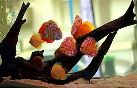Image result for Discus Fish Care