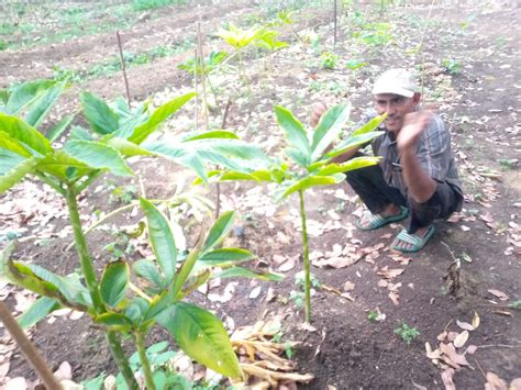 Image result for Porang