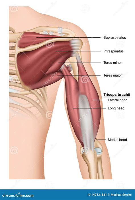 Strained Tricep に対する画像結果