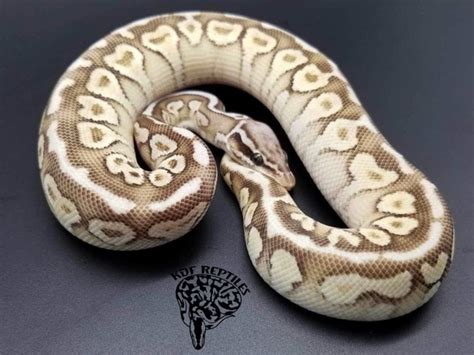 Image result for Lesser Axanthic Ball Python
