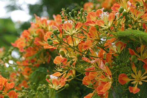 Image result for Brazilian Firetree Flower