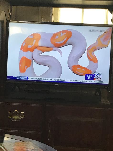 Image result for Emoji Dreamsicle Ball Python