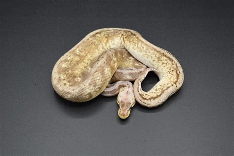 Image result for Ball Python Cinder