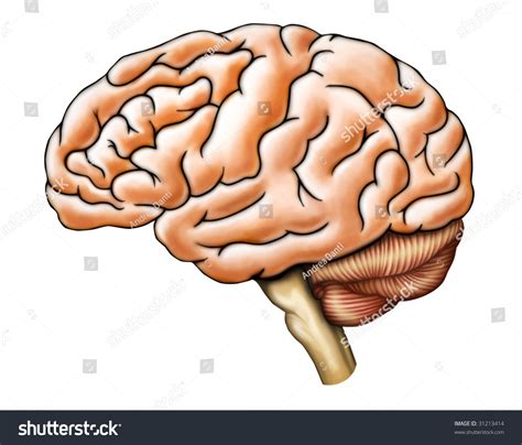 Image result for Brain Structure Side View
