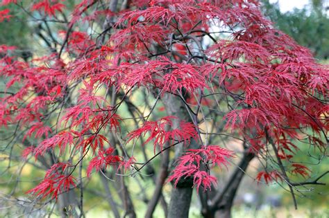 Image result for Fall Maple Tree Free Images